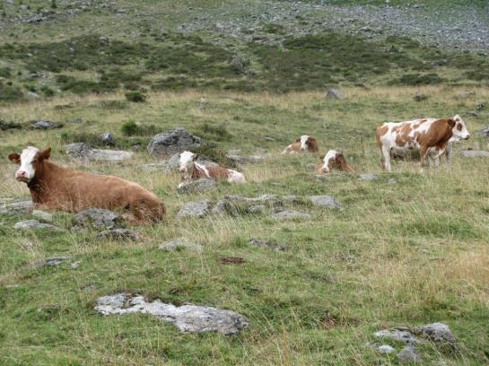 Hotel Neuhauserhof 13