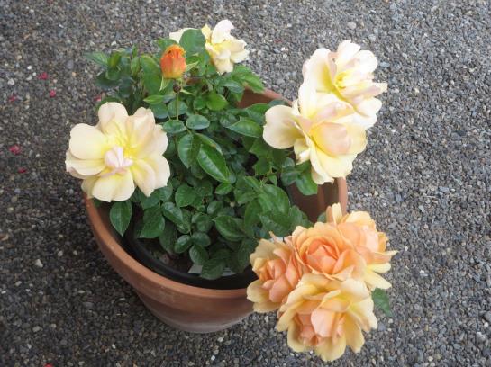 Bed and Breakfast Haus Ebner Pension 14