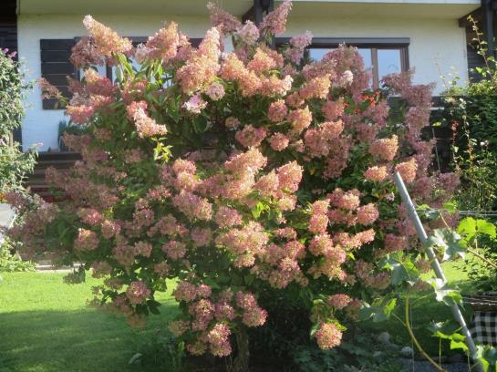 Bed and Breakfast Haus Ebner Pension 15