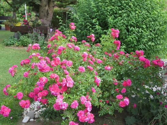 Bed and Breakfast Haus Ebner Pension 16