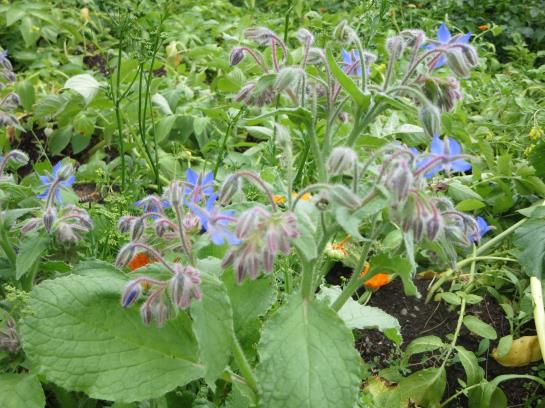 Bed and Breakfast Haus Ebner Pension 17