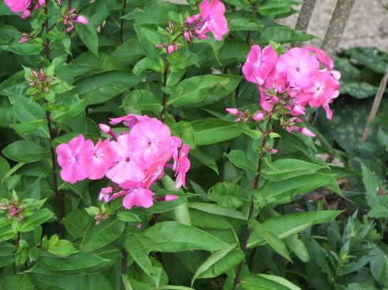 Bed and Breakfast Haus Ebner Pension 2