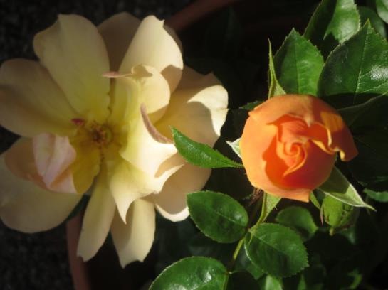 Bed and Breakfast Haus Ebner Pension 7