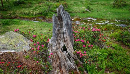 Pension Appartements Ronacherhof 1