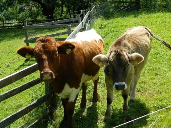 Bauernhof Tengghof 1