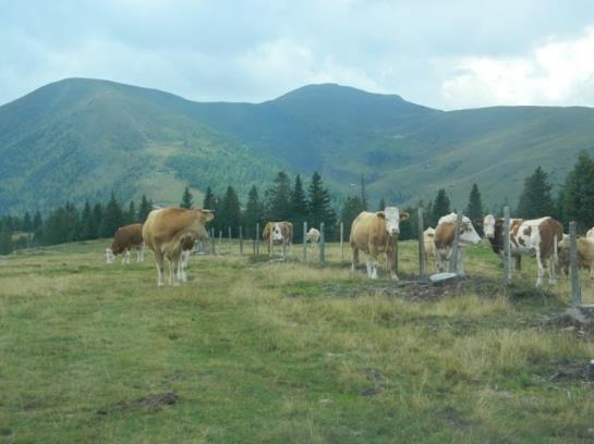 Bauernhof Tengghof 3