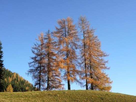 Bauernhof Tengghof 5