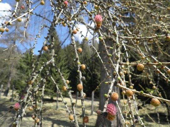 Bauernhof Tengghof 6