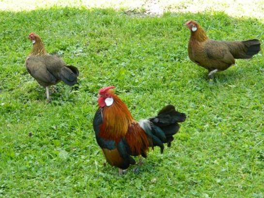 Bauernhof Tengghof 8