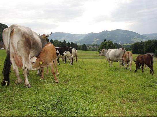Hotel Ferienhof Metzler 14