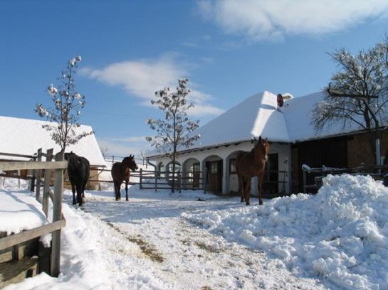 Bauernhof Ablasser 8