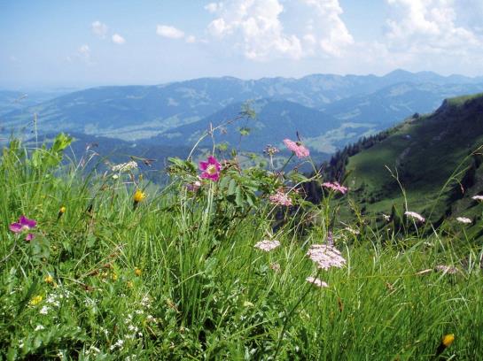 Pension Gasthof Zum Löwen