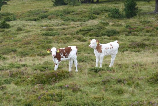 Hotel Rainsberghof 12
