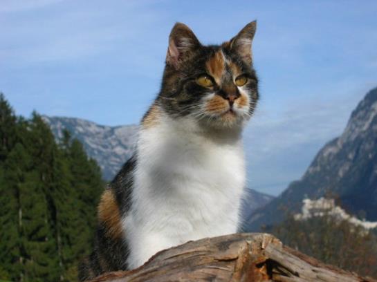 Bauernhof Rettenbachgut