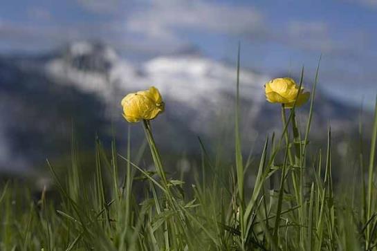 Pension (Hôtel basse catégorie) Alte-stube Gasthof 1