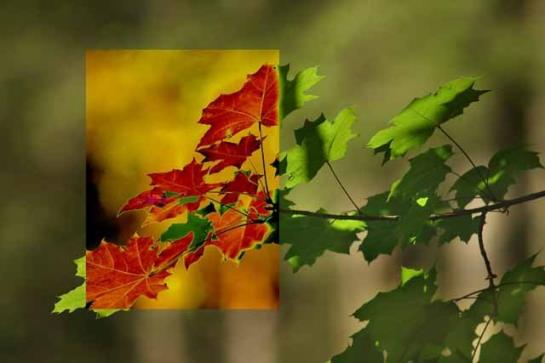 Pension (Hôtel basse catégorie) Alte-stube Gasthof 11