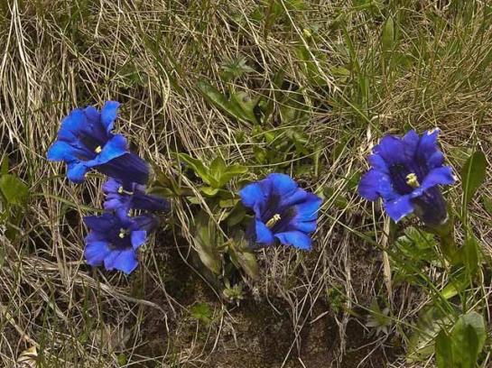 Pension (Hôtel basse catégorie) Alte-stube Gasthof 4