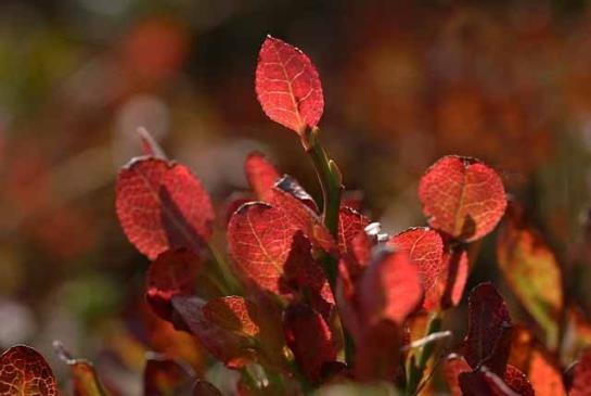 Pension (Hôtel basse catégorie) Alte-stube Gasthof 9