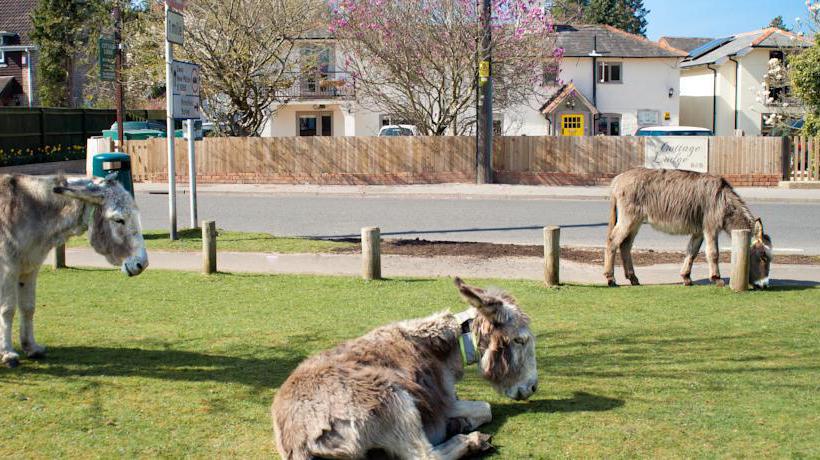 Bed and Breakfast Cottage Lodge 12