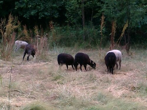 Bed and Breakfast Berry Lane Cottage Bed&Breakfast 5