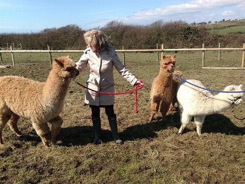 Pension (Hôtel basse catégorie) Swallows Rest 17