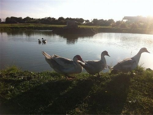 Pension (Hôtel basse catégorie) Swallows Rest 18