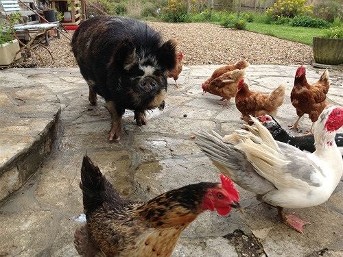 Pension (Hôtel basse catégorie) Swallows Rest 20