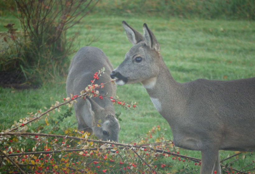 Bed and Breakfast Ornum House 16