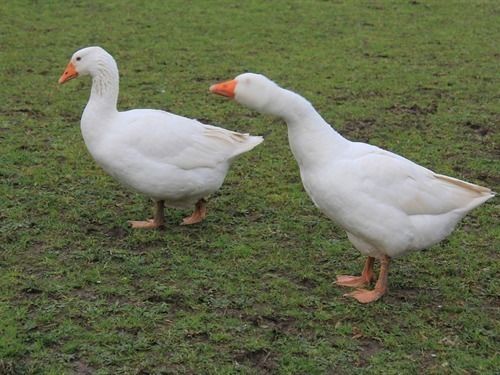 Pensione Kingfishers 1