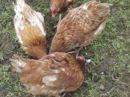 Bed & Breakfast The Threshing House 7