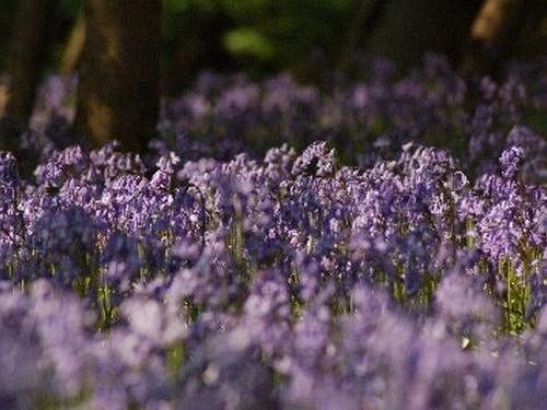 Pension Queens Guest House