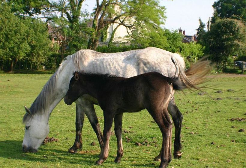 Pensão Reepham House