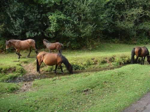 Pensione Reepham House 14