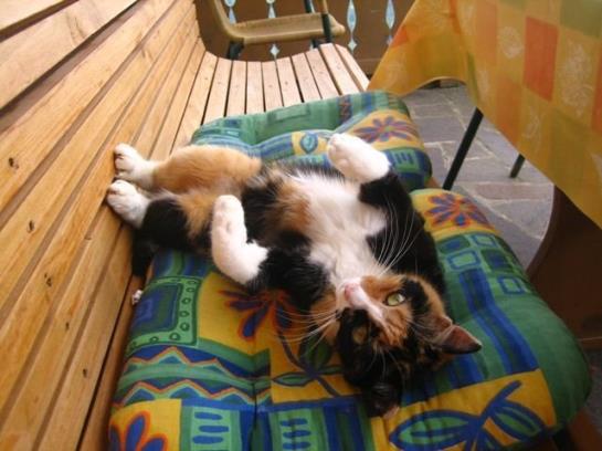 Hotel Haus Hofbichl 5