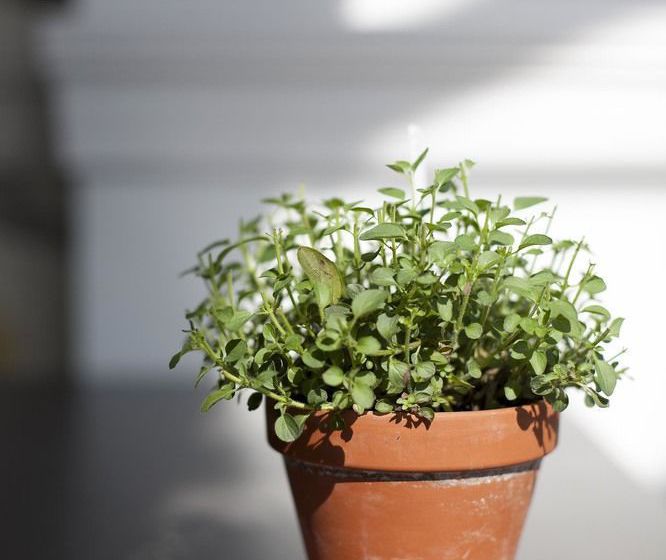 Hotel The Gannet Inn 11