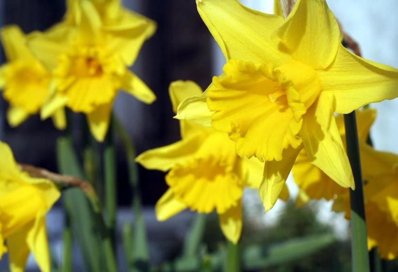 Bed and Breakfast Glencree House 4