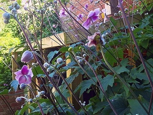 Hotel Bay Tree B&b 12