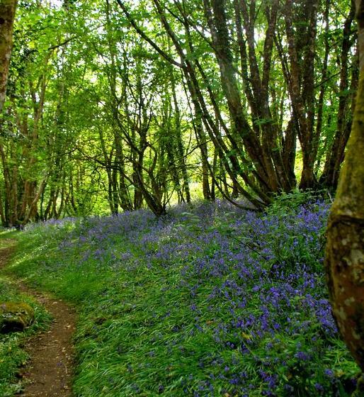 Bed and Breakfast Fig Tree House 5