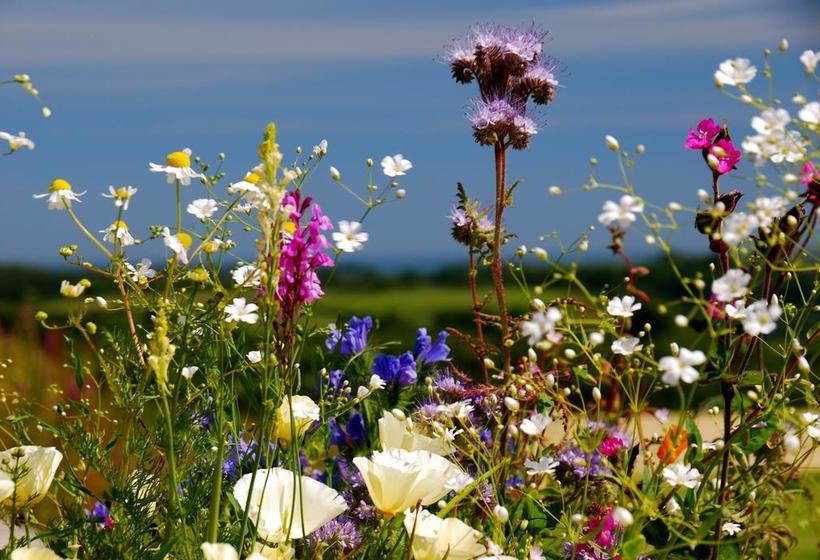 Bed and Breakfast Fig Tree House 9