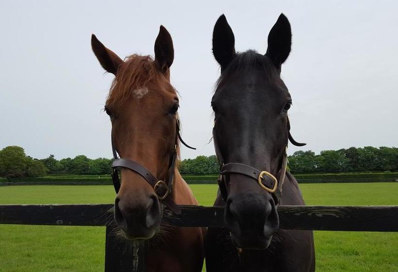 Bed and Breakfast The Cambridgeshire 5