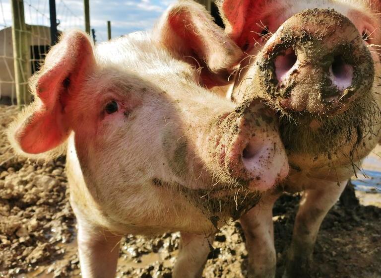 Bed and Breakfast Red Fox Barn 3