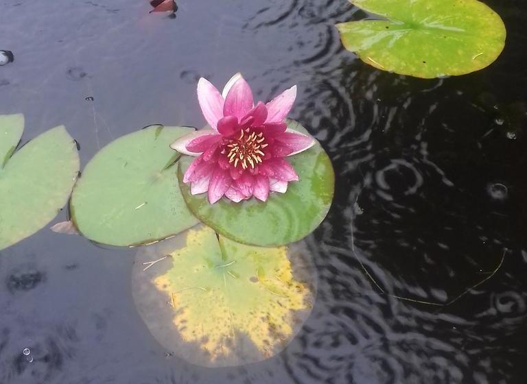 Bed and Breakfast Dovers House 3