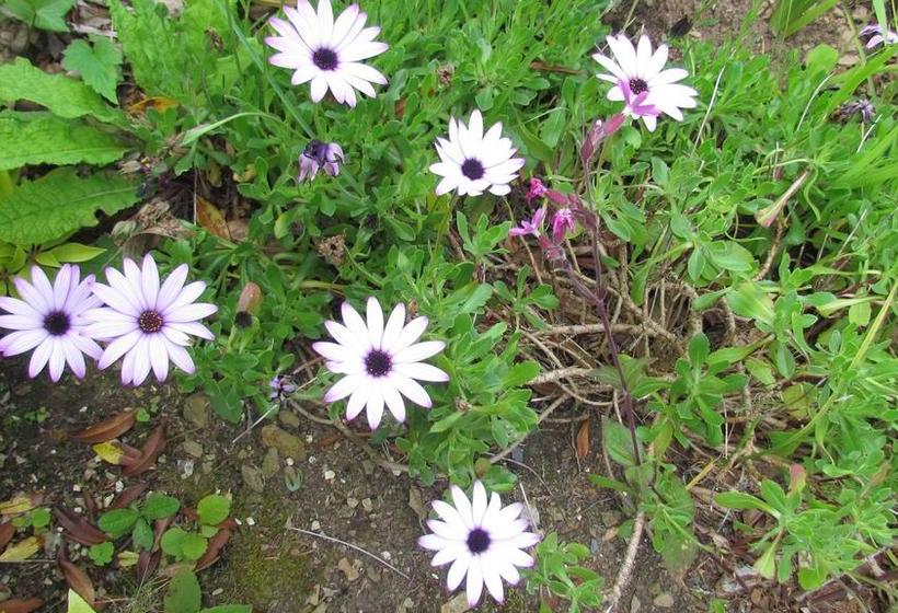 Bed and Breakfast Dovers House 8