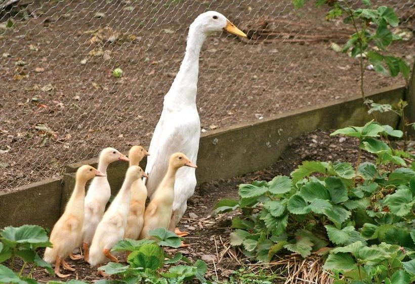 Bed and Breakfast The Old Rectory 3