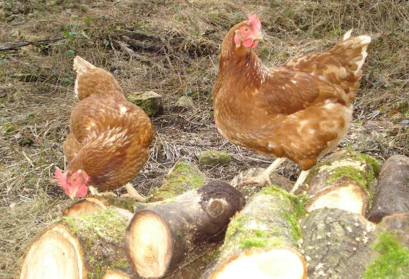 Bed and Breakfast Torcastle House 10