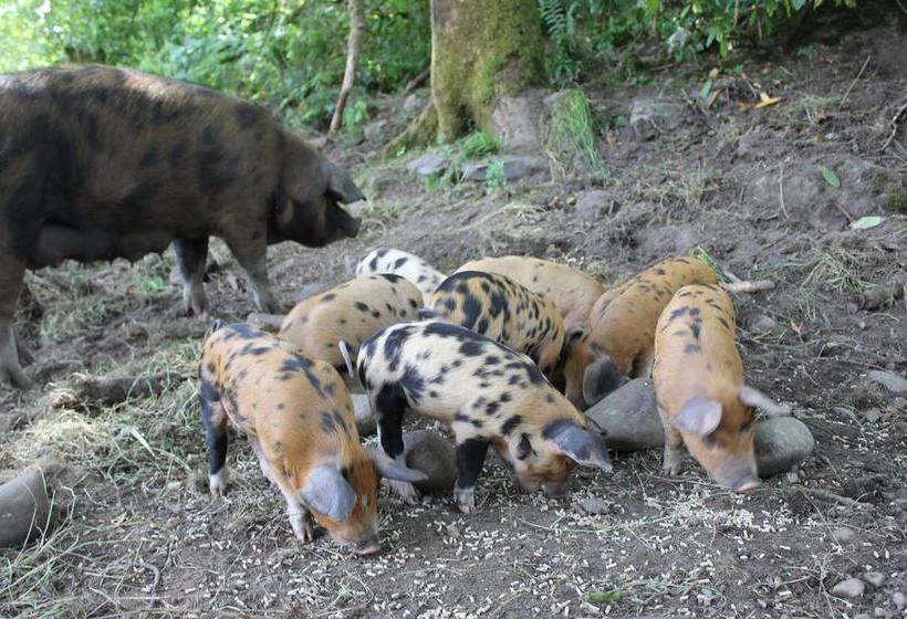 Bed and Breakfast Torcastle House 11