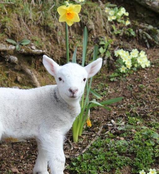 Bed and Breakfast Torcastle House 12