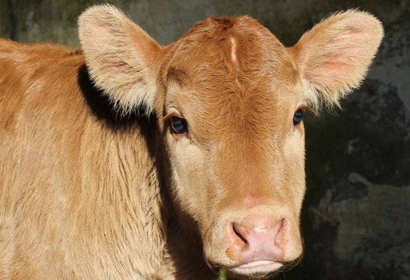 Bed and Breakfast Torcastle House 13