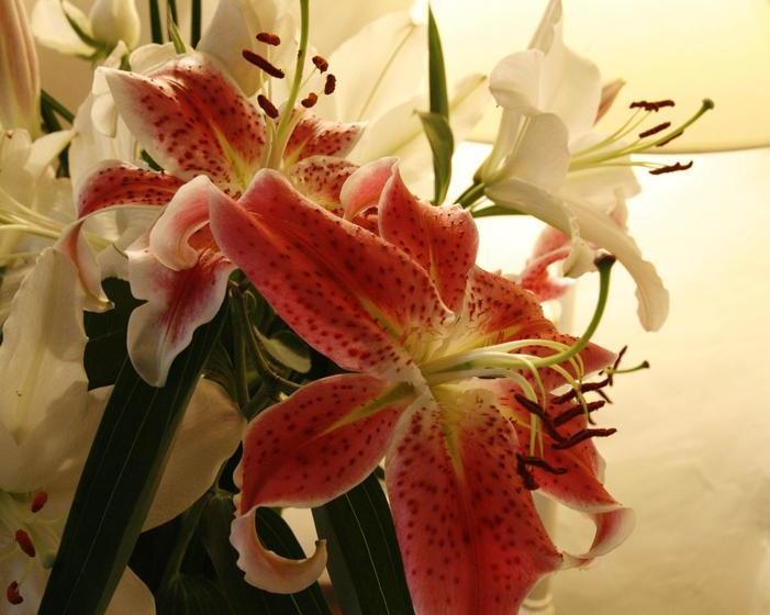 Bed & Breakfast Just So Cottage 20