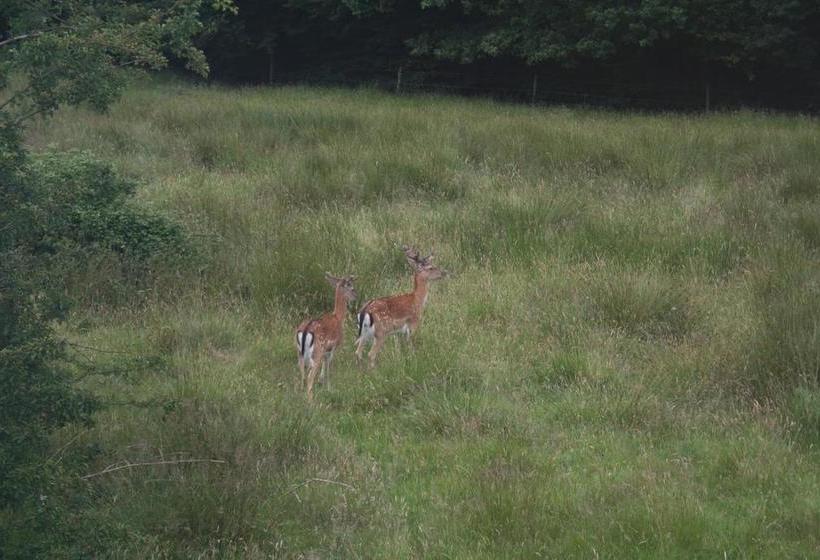 Clayhill House Bed & Breakfast 8